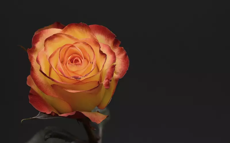 吴尊厕所放花的土味浪漫：女人想要的爱，真的很简单！