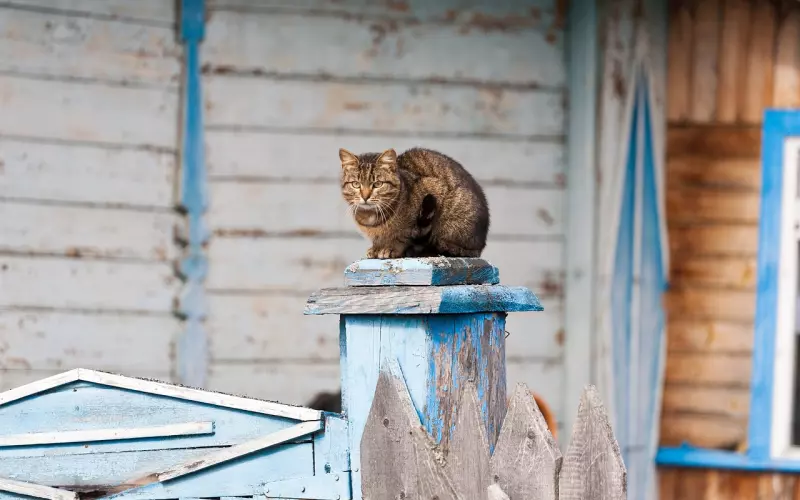 观察者人格的情感心理