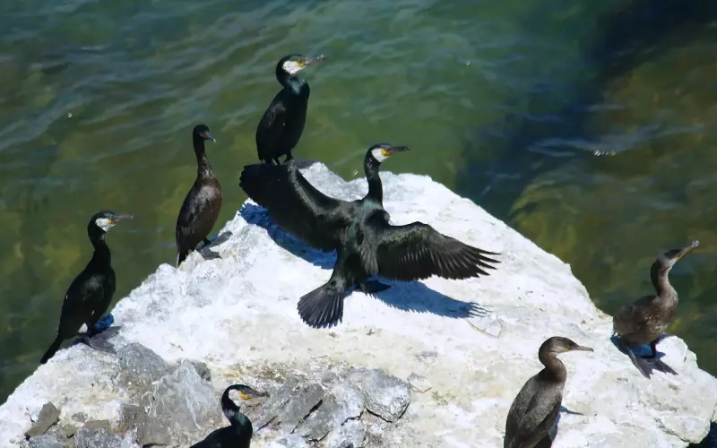 《花木兰》终极预告来袭，刘亦菲用实力诠释一代女将