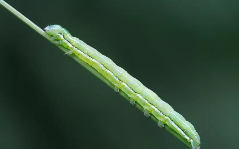 第一期【挽回心态教导】心如止水