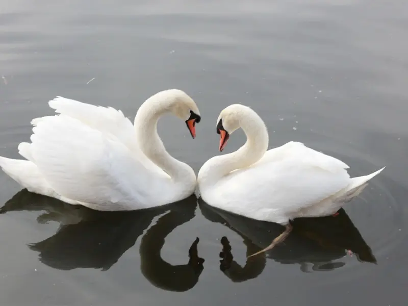 真爱你的男人，最常说的五句情话