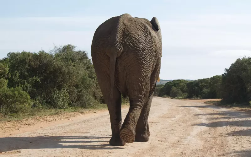 女生成功挖墙脚最实用的五大套路
