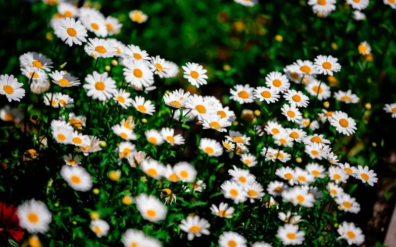 花开依旧，人已不同