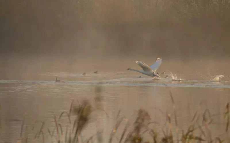 傻子走了，骗子傻了（看懂的人了不起）。
