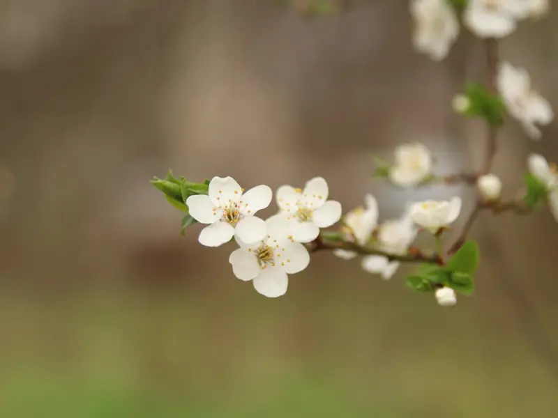 对女人最好的四种健康零食，补足气血人不老