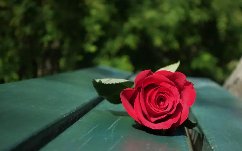 我追的女生，正在舔着别人！