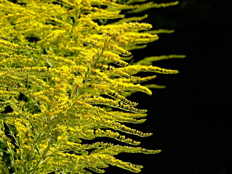 ☆复合黄金定律☆