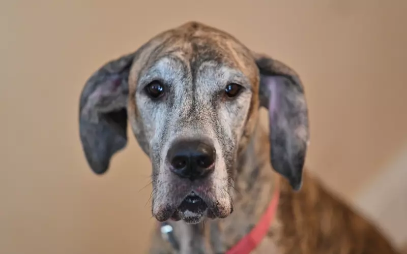 人最大的愚蠢，是见不得别人好。