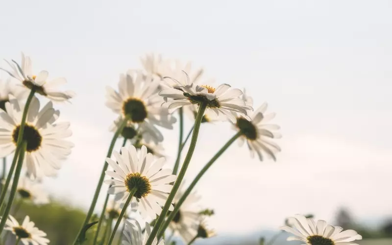 燃心的情感社群（付费群）开始招募会员了