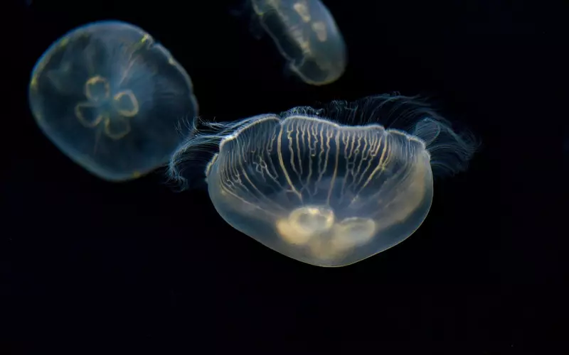 生命的最高境界（非常精辟）