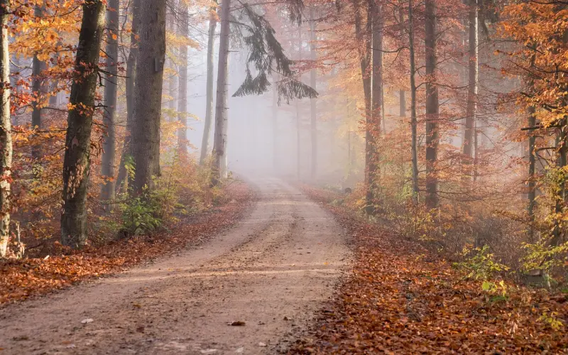 人心如落叶（非常经典）