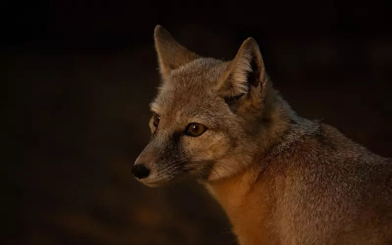 狐狸的观念（令人深思）