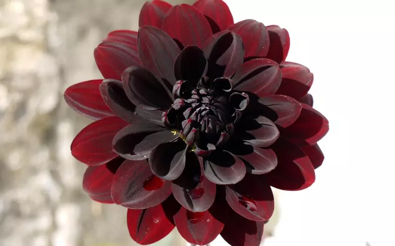 卖假佛牌的因果报应