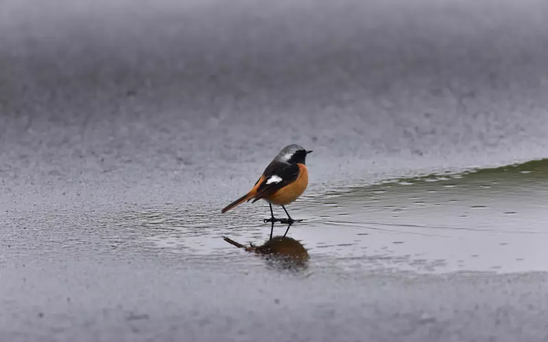 挽回一个人的关键在于识别假性分手和真性分手