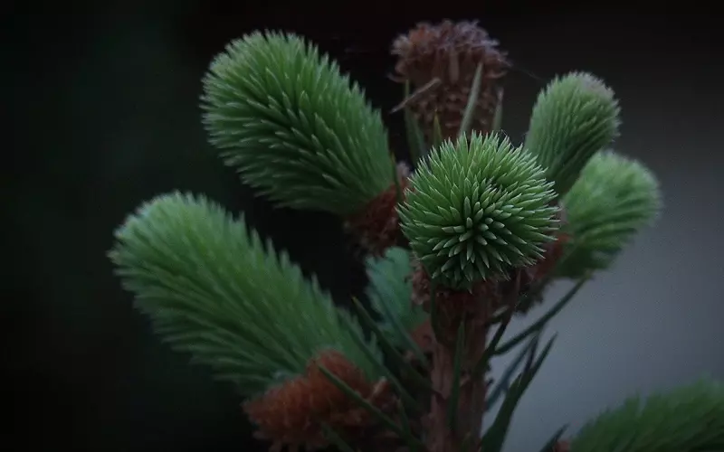 2019最新春天群发清晨早安问候动态表情图片 最美早上好表情动态祝福图片大全