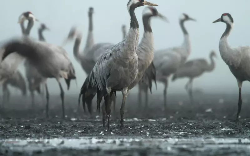 适合早上群发的早上好问候语录最新版 2019特漂亮的早上问候表情图片唯美温馨