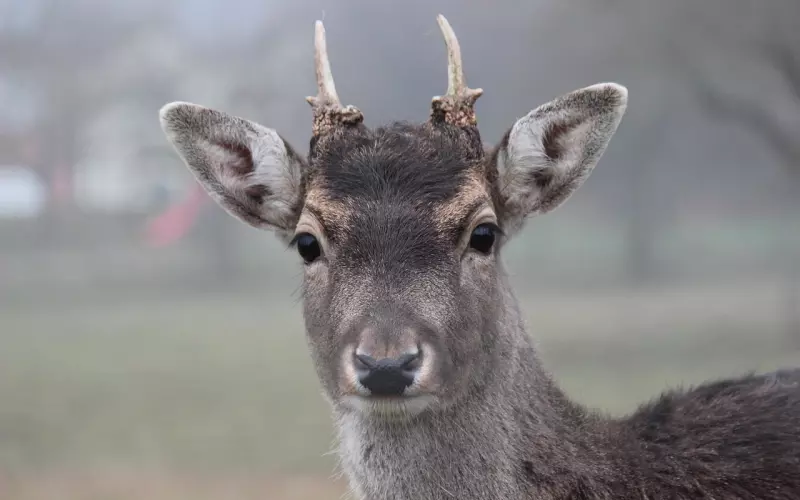 前男友回头定律：分手后前任回头的征兆