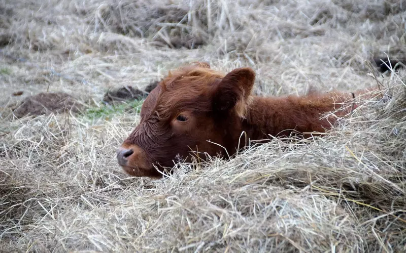男人想分手会说的谎言