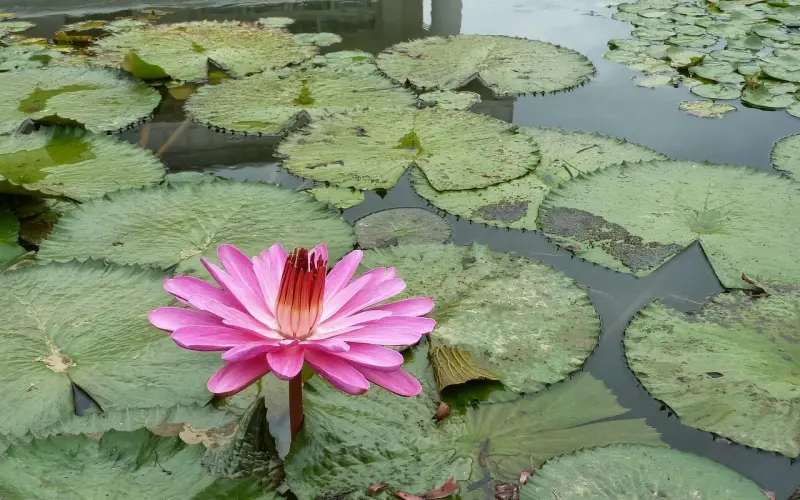 《非诚》男屡因女友“计较”而分手   百合网专家：计较而不强求是真爱