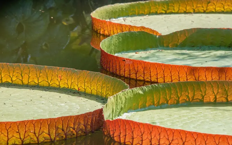 你所期待的婚姻是场巨大的谎言