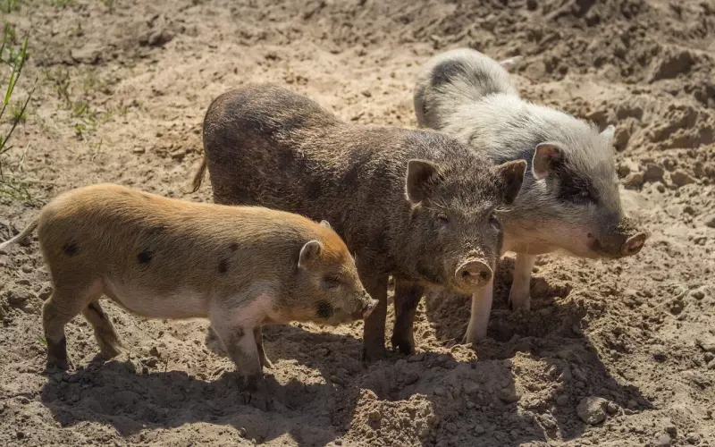 小三劝退师告诉你怎么对付小三不犯法