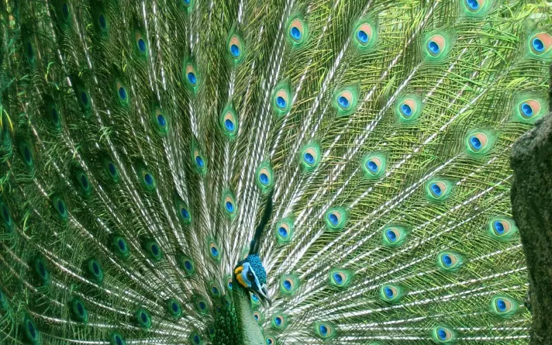 “孔雀王”Kruba Aliyachar古巴阿里雅察