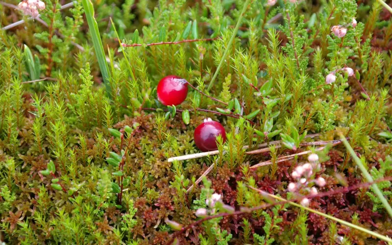 男人越不理你越要淡定