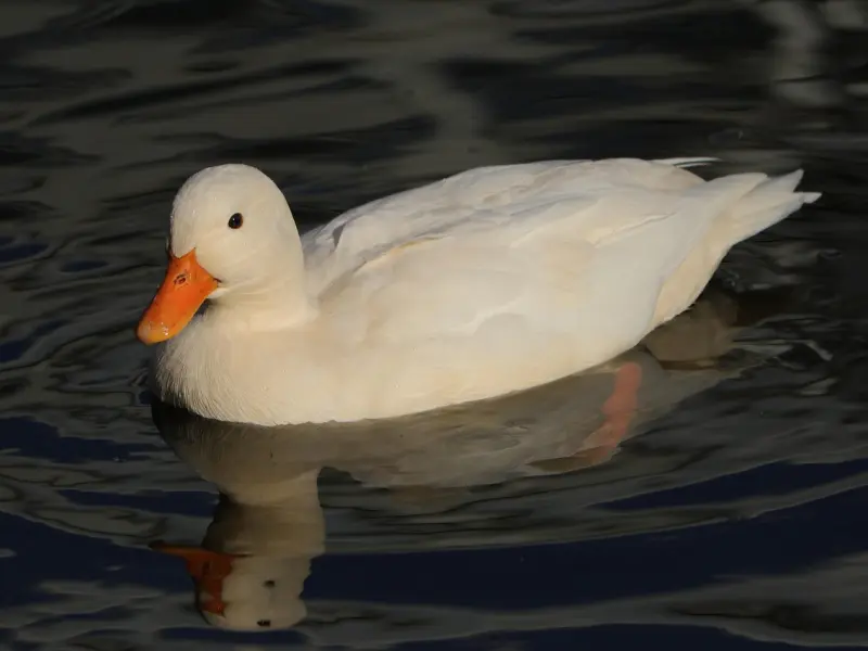 男人越是疼爱你，越喜欢用这3种态度“逗弄”你