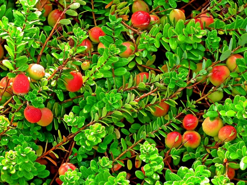 女人要是越这么做，男人反而越对你着迷，越爱你