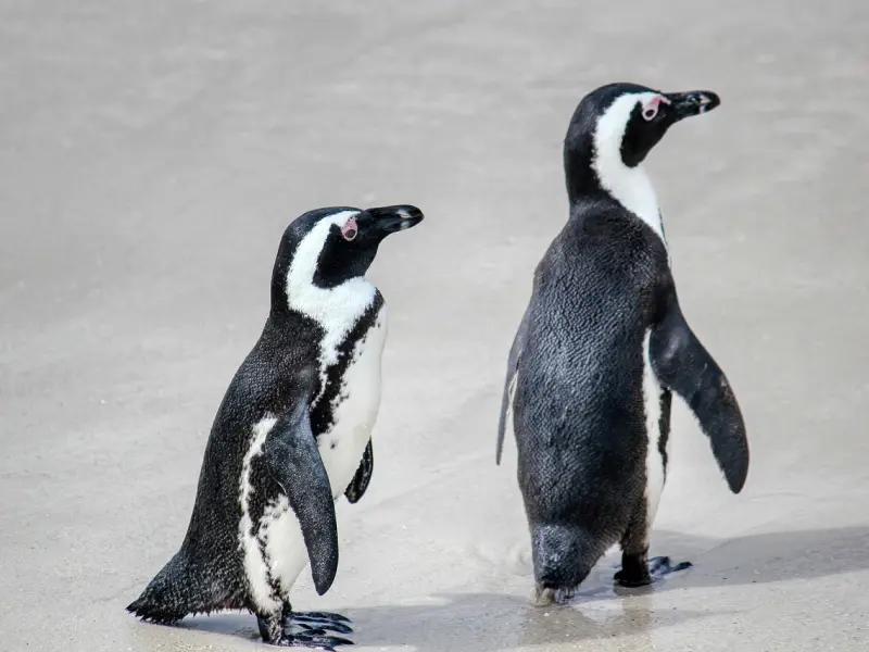 女人越是深爱你，越不会拒绝这5件事，根本装不了