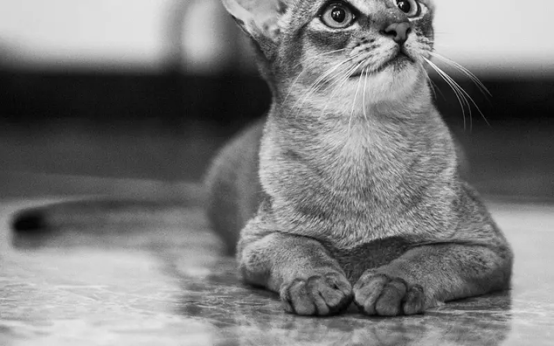 女朋友都是越宠越可爱，但过度宠溺爱情会怎样？