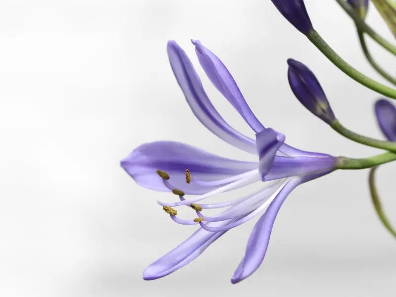 最有效的挽回爱情秘籍