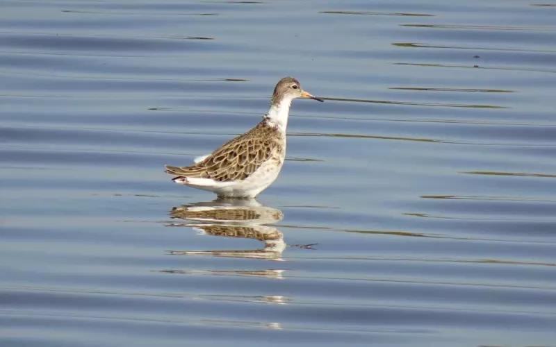 女生怎么挽回爱情最有效(挽回婚姻如何挽回女人的心)