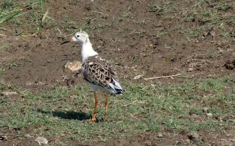 分手如何挽回女友才最有效(分手了怎么挽回女友最好方法)