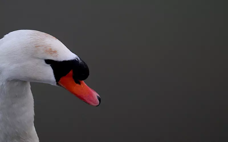 最熟悉的陌生人