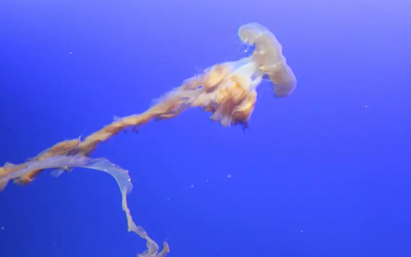 山里婆婆将网恋认为是淘宝上淘的媳妇，闹出不少笑话