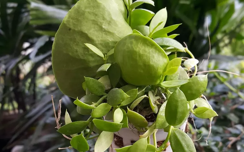 全泰第一帕猜瓦佛法脉ท่านเจ้ามา谭照玛