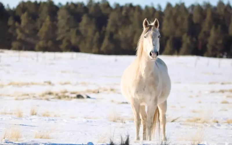 野马效应体现的哲学原理(野马结局的心理效应说明什么)