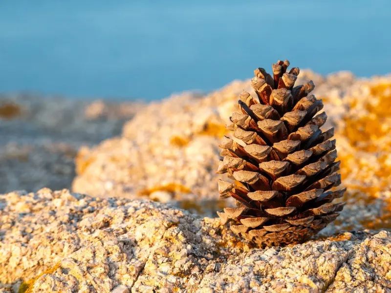 挽回中的心理补偿机制