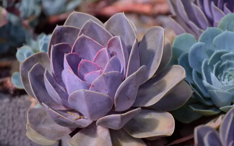 前男友回头的心理学：如何挽回另结新欢的前男友？