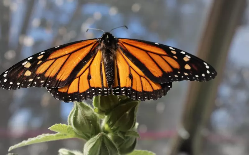 帝王造型佛牌圣物——君主崇拜的体现