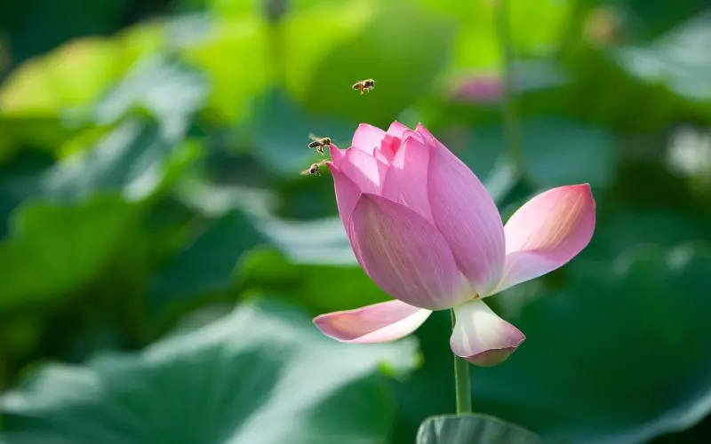 可悲的不是女人有新欢，而是有这样挽回她的方法你却不懂