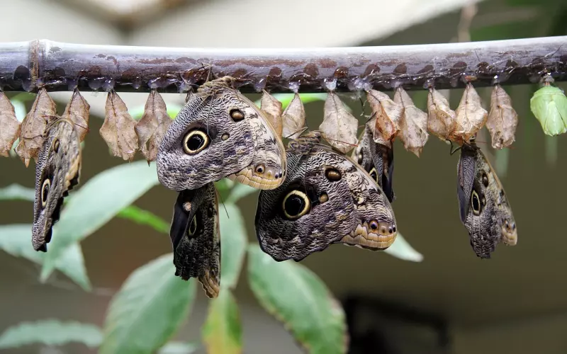 挽回六步法，掌握这个规律的女人，100%挽回前任！