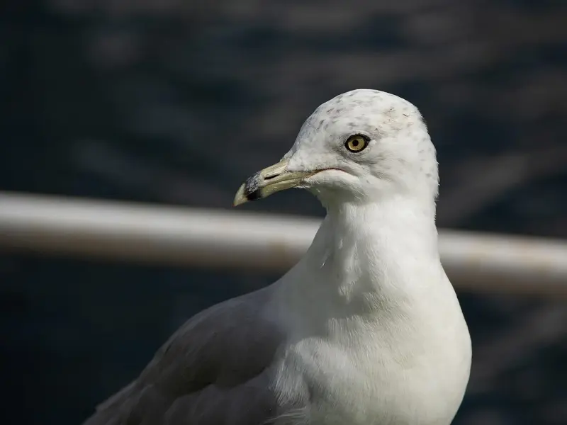 余文乐结婚真相：不是浪子回头，而是浪子玩累了