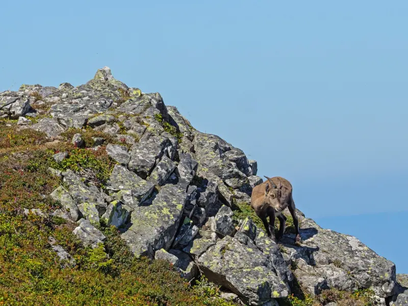 成功挽回摩羯座女友的绝招：摩羯座女友不爱了还有挽回的希望吗？