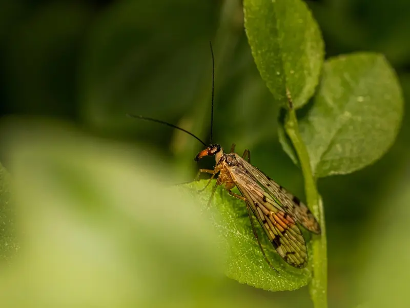 高效挽回天蝎座绝招：让你的高冷蝎子主动回头只需这样做