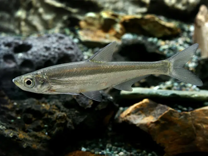 挽回双鱼座男友必杀技：双鱼座分手之后还有挽回的希望吗？