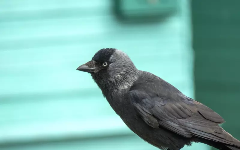《魔道祖师》刻骨铭心的句子，每次读到心头都一阵颤抖