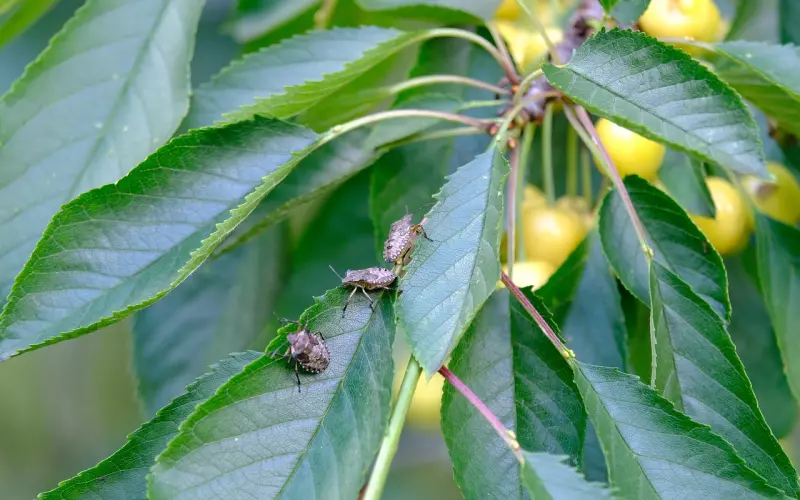 挽回的错误方式