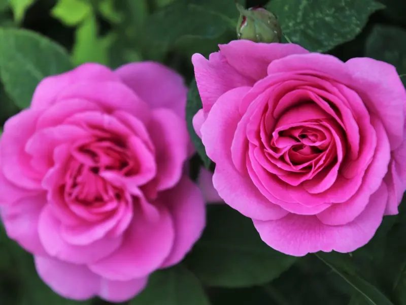 男人视你如命的3个表现，中两条以上你就知足吧！